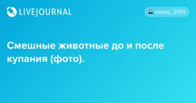 Мокрой псины пост: смешные собаки до и после купания