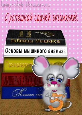 Лето, котики и мемы: в Новосибирске сдали экзамен путешественника и  обсудили научные мемы