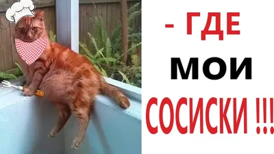 35 смешных мемов, которые оценят все фанаты «Гарри Поттера» - 7Дней.ру