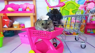 FUNNY HAMSTERS IN THE SUPERMARKET! Morning of hungry hamsters. Hamsters  Darinelka - YouTube