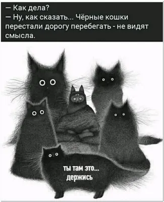 Котики. Милые, забавные, смешные кошки