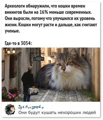 Смешные коты » Pressa.tv