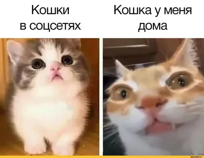 Смешное Видео с Кошками! Веселые Кошки 2015 / Funny Cats Video Compilation  - YouTube