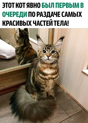 КотоФото - Милашные котики в картинках | Анекдоты , картинки - для поднятия  настроения | Дзен