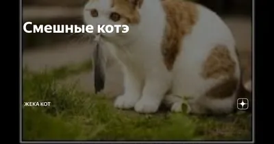 Смешные котэ (60 фото)