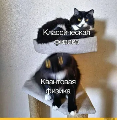 Смешные котэ | Жека Кот | Дзен