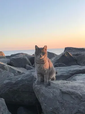 котэ (прикольные картинки с кошками) / смешные картинки и другие приколы:  комиксы, гиф анимация, видео, лучший интеллектуальный юмор. | Котята, Гифу,  Кошки