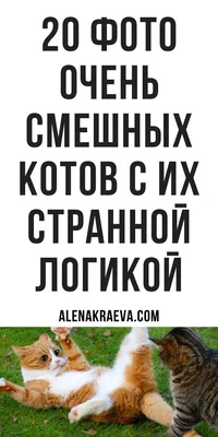 Коллекция милых лиц кошек. Смешные смайлики с изображением котят. Набор  мультяшных животных Векторное изображение ©oqvector 460856662