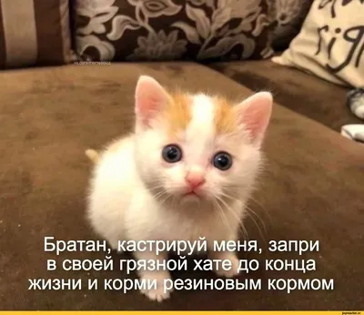 Мемы с котиками | Пикабу