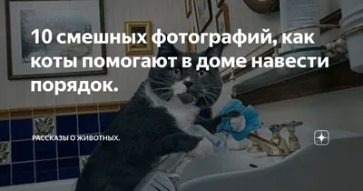 Мемы про кошек: 10+ шуток, которые вызовут приступ хохота даже у собачников