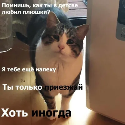 Смешные коты - виды Хоба в природе - YouLoveIt.ru