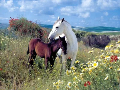 Lovely | Horses, Pretty horses, Horse photography