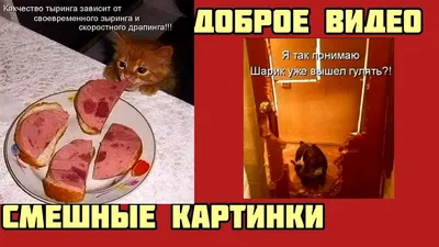 Объявление \"мясо по-русски\". Смешные анекдоты | Смешной ананас | Дзен