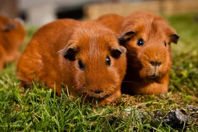 Милые морские свинки, Cavia Porcellus Стоковое Изображение - изображение  насчитывающей грызун, счастливо: 144059277