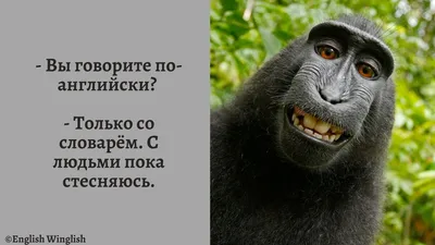 11 смешных картинок про изучение английского языка | English Winglish | Дзен