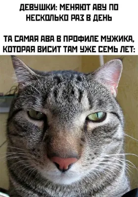 Разбираем на аву #кот #котносок #nosok #носок #fup #on #fur #рекоменда... |  TikTok