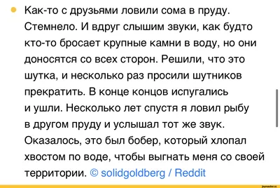 Симпатичные Смешные Нутрии На Белом Фоне Векторное Изображение В Мультяшном  Плоском Стиле Декор Для Детских Плакатов Открыток Одежды И — стоковая  векторная графика и другие изображения на тему Нутрия - iStock