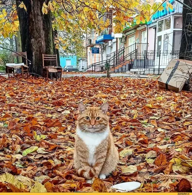 Осень :: котэ (прикольные картинки с кошками) / смешные картинки и другие  приколы: комиксы, гиф анимация, видео, лучший интеллектуальный юмор.