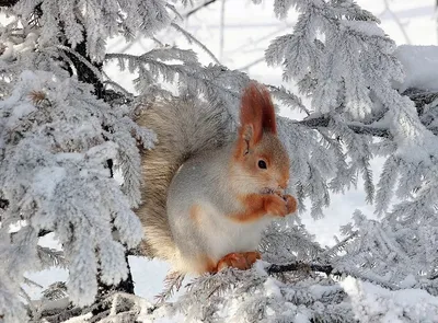 зима :: снег :: норвежский лесной кот :: животные :: кот / смешные картинки  и другие приколы: комиксы, гиф анимация, видео, лучший интеллектуальный  юмор.