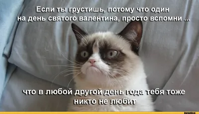 Прикольные открытки с Днем святого Валентина: смешной, ржачный контент к 14  Февраля