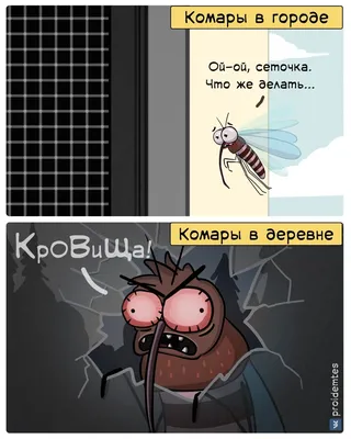 maximka maxim insect | Забавные объявления, Веселые мемы, Смешные мемы