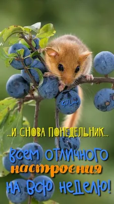 Office-book: Опять понедельник. Скоро пятница. Снимаем стресс на работе.  Демотиваторы и мотиваторы, которые сделают Ваш день!, , АСТ купить книгу  978-5-17-095861-0 – Лавка Бабуин, Киев, Украина