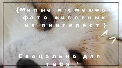 Смешные и милые животные из пинтерест!}:) - YouTube