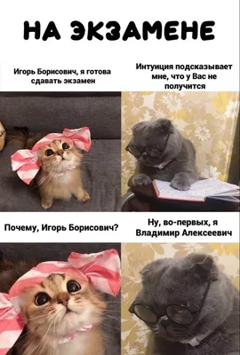 Pinterest | Веселые мемы, Домашние животные юмор, Смешные котята