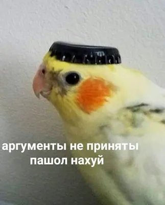 Попугай | Hello memes, Cute love memes, Happy memes