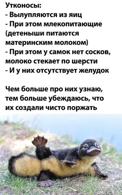 Приколы поржать (50 фото) | Смешно