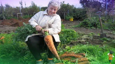 Сад и огород смешные картинки. Заряд позитива после работы в огороде 🌷🍅🍆  | Умный Фломастер | Дзен