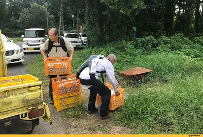 пожилая пара смеется в черно белом, смешные картинки старой пары, пара,  смешной фон картинки и Фото для бесплатной загрузки