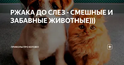 Самые смешные животные Смешные коты и собаки – Приколы с животными #1 -  Mover.uz