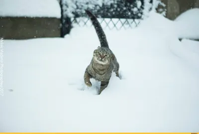 19 смешных картинок, которые помогут перезимовать весну