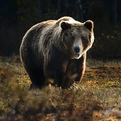 Почему кенийцы - самые лучшие бегуны планеты (7 фото) » Невседома - жизнь  полна развлечений, Прикольные картинки, Видео, Юмор, Фотографии, Фото,  Эротика. Развлекательный ресурс. Развлечение на каждый день