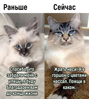 Что ты делаешь в свободное время? ••г* В какое? ''' Ну в свободное Это  какое? Когда не за / грустный кот :: смешные картинки (фото приколы) ::  котэ (прикольные картинки с кошками) /