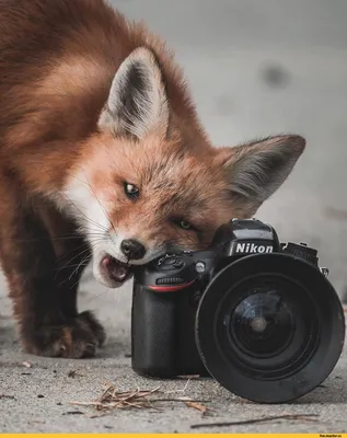 Пугающие и смешные птицы на снимках лучших фотографов мира – Живой уголок  он-лайн