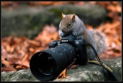 Смешной фотограф стоковое изображение. изображение насчитывающей неполно -  30235855