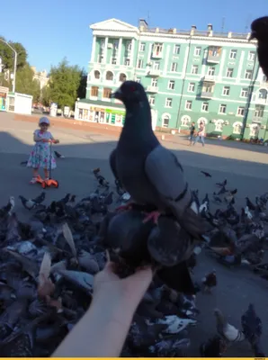 Смешной голубь стоя в лужице с листьями осени Стоковое Изображение -  изображение насчитывающей после, гулять: 102640937