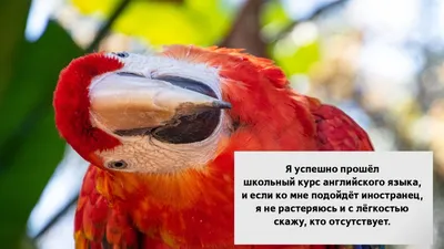 11 смешных картинок про изучение английского языка | English Winglish | Дзен