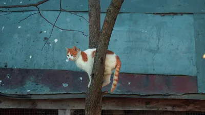 зима прикол / смешные картинки и другие приколы: комиксы, гиф анимация,  видео, лучший интеллектуальный юмор.