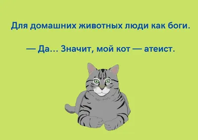 Анекдоты про котов: 50+ шуток, которые поднимут вам настроение