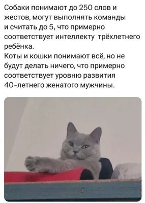 Большой Глазами Кошки Милые Кошки Смешной Вид Кошки Милый Кот Смешные  Фотографии Кошки — стоковые фотографии и другие картинки Без людей - iStock