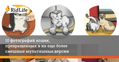 Мы все заслуживаем сострадания, а голуби — особенно» Самые трогательные и  смешные истории 2021 года о людях и животных: Люди: Из жизни: Lenta.ru