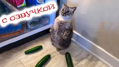 Смешные мемы с котами, которые поднимут вам настроение