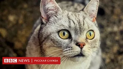 Мемы с котиками | Пикабу