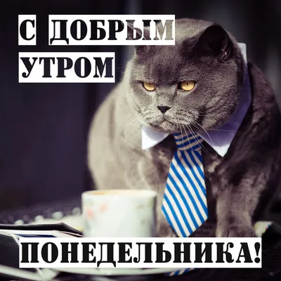 СМЕШНЫЕ... - CATS' ROOM Уютный отель для кошек в Москве | Facebook