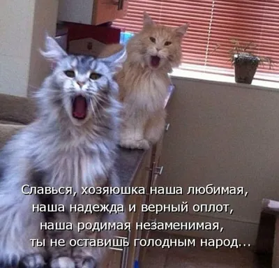 Смешные коты (60 фото)