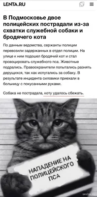 Смешные коты / картинки котов | ВКонтакте