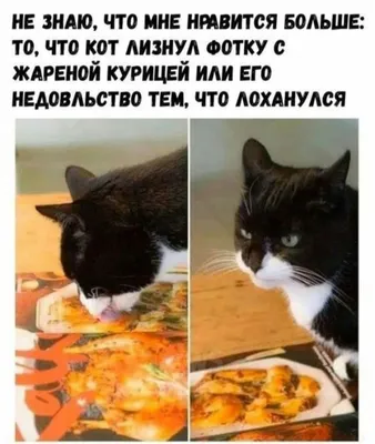 Коты мемы картинки с надписями